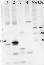 PsaE | PSI-E subunit of photosystem I (monocot) in the group Antibodies Plant/Algal / Photosynthesis / PSI (Photosystem I) at Agrisera AB (Antibodies for research) (AS04 047)